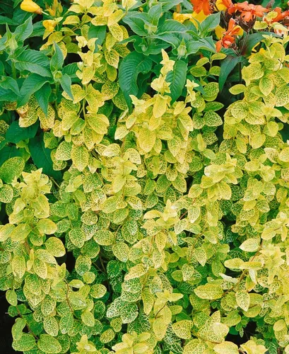 Pflanzen für Dich Kletterpflanze Lonicera japonica 'Aureoreticulata' - Goldgeflecktes Geißblatt - Kletterpflanze für naturnahe Gärten, zieht Schmetterlinge an und bietet Sichtschutz mit goldgelb geäderten Blättern. Pflegeleicht und winterhart.