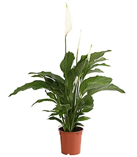Dehner Air So Pure Einblatt Lauretta, ca. 70-80 cm - Zimmerpflanze mit luftreinigenden Eigenschaften, verbessert die Raumluft und bringt exotisches Flair in Wohnräume und Büros.