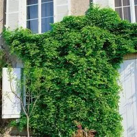 Akebia Quinata Klettergurke 60–100 cm - Kletterpflanze mit duftenden Blüten, ideal für Pergolen und Zäune. Pflegeleicht, winterhart und bienenfreundlich, erreicht bis zu 10 m Höhe.