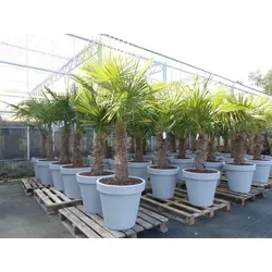 XXL Palme winterhart Trachycarpus fortunei inkl. Pflanzkübel - Bäume, Sträucher & Hecken - Hochwertige, winterharte Hanfpalme mit erstklassiger Qualität, inklusive grauem Pflanzkübel und spezieller Palmenerde für optimales Wachstum.