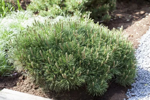 Pinus mugo 'Pumilio', Bergkiefer, kompakt, 25–30 cm