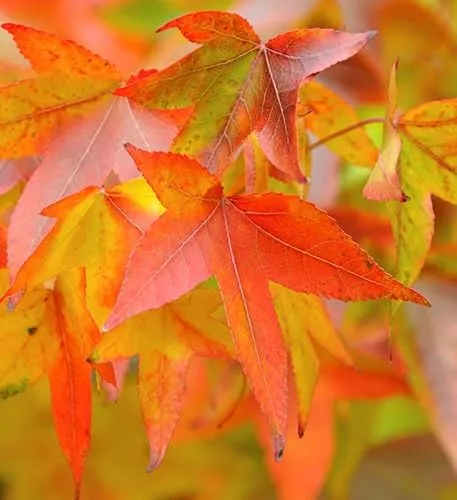 Amerikanischer Amberbaum Fame Forever 125-150cm - Liquidambar styraciflua - Baumsamen & -pflanzen, beeindruckende Wuchsgröße von bis zu 5 Metern und blüht von April bis Mai, ideal für Gartenliebhaber