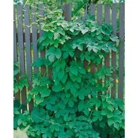 Humulus Lupulus Pure Hopfen 40–60 cm - Kletterpflanze mit dekorativen Blättern und duftenden Hopfenzapfen, ideal für Spaliere und Sichtschutz, pflegeleicht und winterhart, Höhe 40-60 cm, zieht Bienen an.