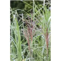 Miscanthus sinensis 'Malepartus' - Chinaschilf mit spektakulären Blüten - Gräsersamen & -pflanzen, winterhart und pflegeleicht, ideal für Rabatten und Sichtschutz mit üppigen, silbrig-rosa Blütenrispen von August bis Oktober.