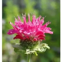 Indianernessel Scorpion - Monarda fistulosa