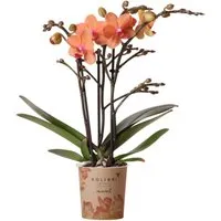 Kolibri Orchids Orange Phalaenopsis Orchidee - Orchideen mit leuchtend orangen Blüten, ideal für jeden Raum. Topfgröße 9 cm, perfekt kombinierbar mit hellen oder terrakottafarbenen Ziertöpfen.