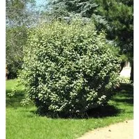 Wintergrüne Ölweide Compacta 40-60cm - Elaeagnus ebbingei - Sträucher, immergrüner Strauch mit schnittverträglichem Wuchs, ideal für geschützte Standorte und bringt Farbe in Ihren Garten.