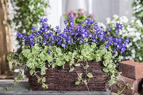 Glechoma hederacea 9x9 cm Topf – Winterhart, Mehrjährig, Pflegeleicht – Gundermann – Bodendecker für Garten & Beet