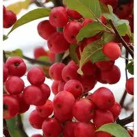 Zierapfel Red Sentinel 60-80cm - Malus Hybride - Beerensträucher mit scharlachroten Früchten, die bis Januar am Baum bleiben. Ideal für kleine Gärten, winterfest und pflegeleicht.