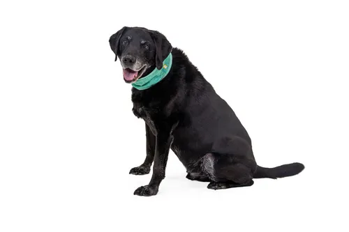 Ruffwear Swamp Cooler(TM) Neck Gaiter - Kühlschal für Hunde in Aurora Teal Helitrope Purple, XL, atmungsaktiv und mit Verdunstungskühlung für heißen Wetterbedingungen