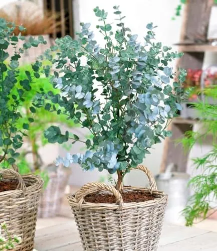 BALDUR Garten Winterharter Eukalyptus Azura® im XXL-Topf - Baumsamen & -pflanzen, winterhart bis -20° C und intensiv duftend, ideal zur Fliegenabwehr und für mehrjährige Gartenfreude.