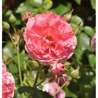 Hochstamm Rose Rosarium Uetersen 80-100cm