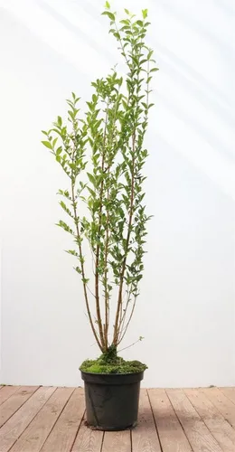 Ligustrum ovalifolium - Ovalblättriger Liguster, 100–125 cm - Immergrünes Gehölz für Hecken und Sichtschutz, bietet schnellen Wuchs und dichte Belaubung. Winterhart bis -15 °C, pflegeleicht und anpassungsfähig an verschiedene Standorte.