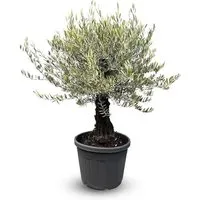 Sunny-Tree Olivenbaum Olea Europaea Picual Mini Pata 170 cm inkl. Topf  Mediterraner Topfbaum für Balkon & Garten