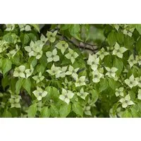 Chinesischer Blumen-Hartriegel 'China Girl' - 80-100 cm - Ziergehölz mit cremeweißen Blüten, ideal für halbschattige bis sonnige Standorte. Pflegeleicht und winterhart bis -20 °C, perfekt für Bienen und Schmetterlinge.