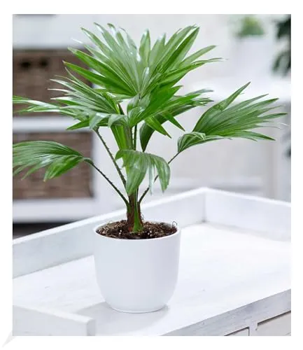 BALDUR Garten 1x Palme Livistona Rotundifolia, Pflanze im 12 cm-Topf, luftreinigende Zimmerpflanze, unterstützt das Raumklima, Zimmerpalme, Fächerpalme, Zimmerpflanzen, mehrjährig - frostfrei halten