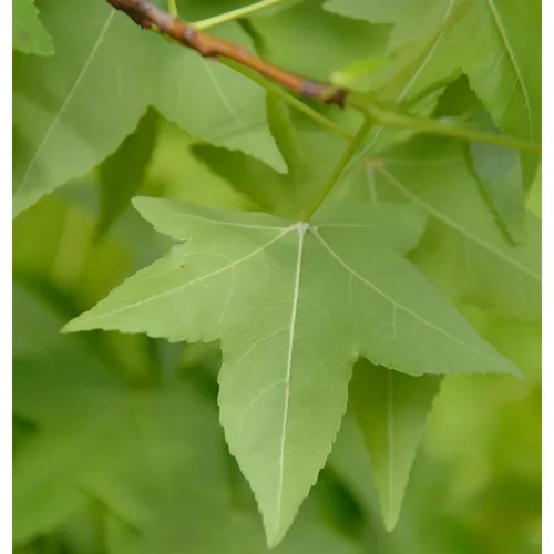 Amerikanischer Amberbaum 40-60cm - Liquidambar styraciflua