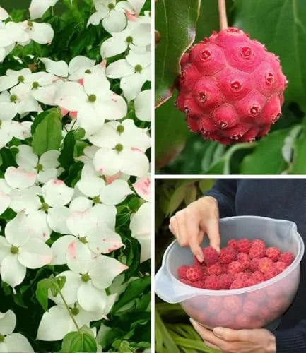 BALDUR Garten Japanischer Blumen-Hartriegel, 1 Pflanze - Samen & Pflanzen von Hecken & Sträuchern, winterharter Strauch mit essbaren Früchten und blühenden Blüten von Mai bis Juni, ideal für Gartenliebhaber.