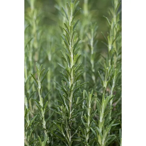 Rosmarinus Officinalis Arp Rosmarin Winterhart Ca. 9x9 cm Topf