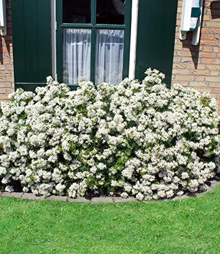 BALDUR Garten Orangenblume White Dazzler® im 9x9 cm Topf - Robuste und pflegeleichte Pflanze mit stark duftenden Blüten. Ideal für sonnige bis halbschattige Standorte. Geringer Wasserbedarf und winterhart bis -10 °C.