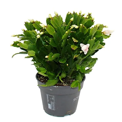 Großer Weihnachtskaktus - Schlumbergera - XXL - 17cm Topf - ca. 25-35cm hoch - weisse Blüten