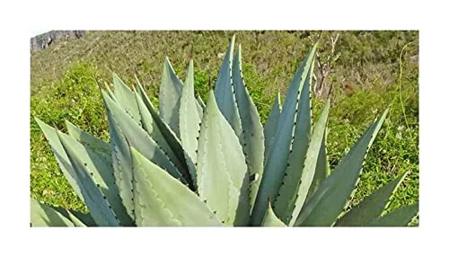 Stk - 10x Agave albescens Agaven Garten Pflanzen - Samen ID652 - Seeds & Plants Shop by Ipsa