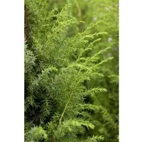 Pflanzen für Dich Konifere Juniperus communis – Gemeiner Wacholder - Ziergehölz, immergrün und pflegeleicht, ideal für naturnahe Gärten und als Solitär. Setzt mit blauen Zapfen und dichten Nadeln attraktive Akzente das ganze Jahr über.
