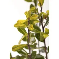 Ilex crenata 'Golden Gem' – Winterharte Heckenpflanze für Garten & Sichtschutz - Immergrüne Japanische Stechpalme mit goldgelben Blättern, ideal für Hecken und Kübel. Pflegeleicht und robust, bietet ganzjährig einen dekorativen Farbkontrast. Perfekt für Vorgarten, Terrasse und Balkon.