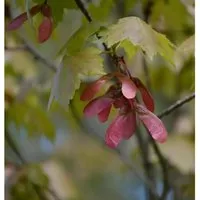 Rot Ahorn 125-150cm - Acer rubrum