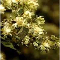 Wilder Hopfen - Humulus,upulus
