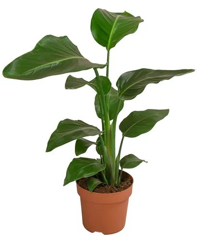 Baumstrelitzie Nicolai Zimmerpflanze 60/90 cm im Topf 17/21 cm - Immergrüne Zimmerpflanze mit dekorativem Blütenschmuck, ideal für helle, sonnige Standorte. Perfekt zur Verschönerung Ihres Wohnraums.