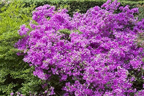 Rhododendron obtusum 'Purpurtraum' 15–20 cm – Winterhart, Immergrün, Mehrjährig – Japanische Azalee – Zierstrauch für Beet & Kübel
