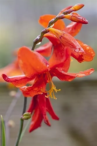 Crocosmia x crocosmiiflora 'Babylon' ca. 11x11 cm Topf - Montbretie, leuchtend orange Blüten, Blütezeit Juli-September, ideal für Rabatten, pflegeleicht und winterhart