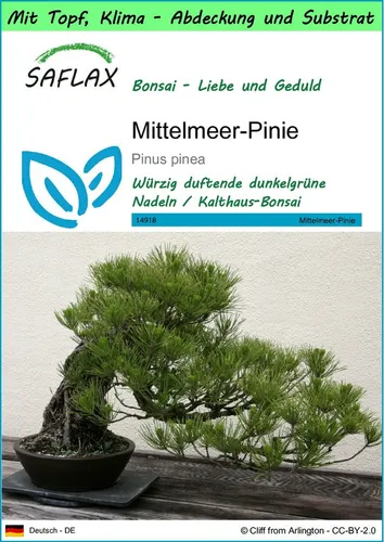 SAFLAX Blumensamen SAFLAX - Garden to go - Mittelmeer-Pinie