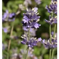 Breitblättriger Lavendel - Lavandula,atifolia