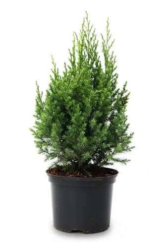 Juniperus chinensis 'Stricta' 30-40 cm – Winterhart, Immergrün, Pflegeleicht – Chinesischer Wacholder – Heckenpflanze für Garten & Sichtschutz