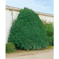 Prunus lusitanica 'Myrtifolia' – Portugiesischer Kirschlorbeer - Immergrüner Zierstrauch mit schmal-lanzettlichem Laub, ideal für Hecken oder als Solitär. Pflegeleicht und schnittverträglich, bringt elegante Blüten und Struktur in jeden Garten.