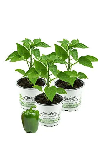 Grüner Paprika, Paprika Pflanze im 3er Set,3 grüne Paprikapflanzen im Topf