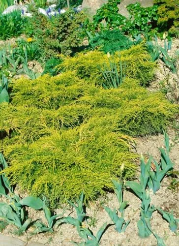 Juniperus chinensis 'Goldfern' - Chinesischer Wacholder mit goldgelbem Laub - Bonsai mit leuchtend goldgelben Nadeln, ideal für Kübel und Rabatten. Pflegeleicht, winterhart bis -20 °C und perfekt für Steingärten.
