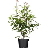 Photinia fraseri 'Red Robin' - Glanzmispel, immergrüner Zierstrauch mit rotem Austrieb - Blumen & Stauden, ideal für Sichtschutz oder als Solitärpflanze, mit beeindruckendem roten Blattwerk im Frühjahr und weißen Blütenständen.