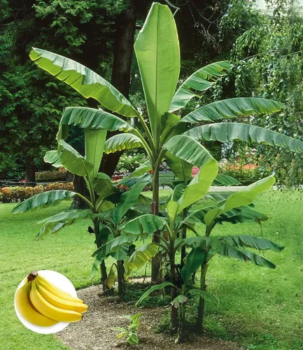 BALDUR Garten Winterharte Banane 'grün' - Essbare Bananenpflanze Musa basjoo - Obstsamen & -pflanzen, mehrjährige, winterharte Staude mit essbaren Früchten, ideal für Gartenliebhaber und exotische Akzente.
