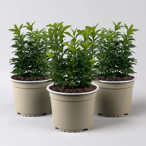 Immergrüner japanischer Spindelstrauch 'Green Spire' 3er Set - Immergrüne Gartenpflanze mit glänzenden Blättern, ideal für Hecken und als Sichtschutz. Perfekt für Gartenliebhaber!
