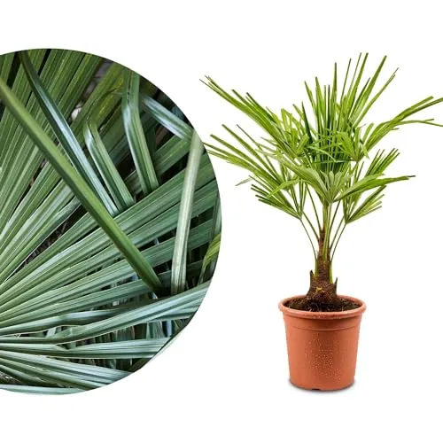 Meine Orangerie Hanfpalme Trachycarpus - Winterharte Palme für Ihren Garten - Die winterharte Hanfpalme Trachycarpus bringt exotisches Flair in Ihren Garten. Frosthart bis -18 Grad, ideal für Kübel oder im Freien. Eine robuste Pflanze, die Ihren Außenbereich verschönert!