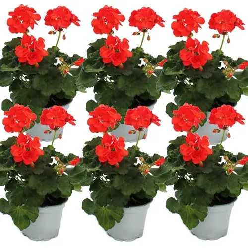 Exotenherz Geranien Beetpflanze im 12cm Topf – 6 Pflanzen - Bunte Geranien für Ihren Garten! Diese 6 Pflanzen blühen von April bis Oktober und bringen Farbe und Freude in jede Ecke. Ideal für die Verschönerung von Beeten und Balkonen.