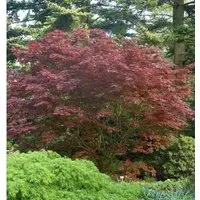 Japanischer Fächer Ahorn Rhode Island Red 30-40cm - Acer palmatum - Sträucher, langsam wachsender Gartenbaum mit leuchtend rotem Laub, das im Herbst in helle Rottöne wechselt. Ideal für sonnige bis halbschattige Standorte.