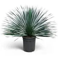Sunny Tree - Yucca Rostrata Blue Blue - Winterharte Pflanze 100 cm - Die Yucca rostrata 'Blue Blue' begeistert mit silberblauen Blättern und ist bis -20 °C winterhart. Ideal für pflegeleichte Gärten und Terrassen, benötigt kaum Wasser und Pflege.