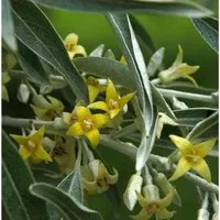 Schmalblättrige Ölweide 60-80cm - Elaeagnus angustifolia