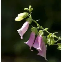 Fingerhut Apricot - Digitalis purpurea