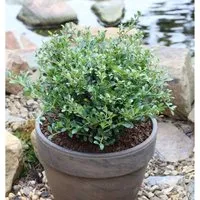 Niedriger Bergilex Stechpalme 15-20cm - ilex crenata
