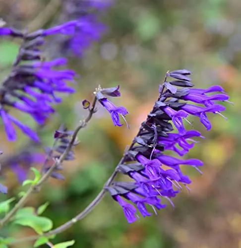 Garten Salbei Amistad - Salvia cultorum